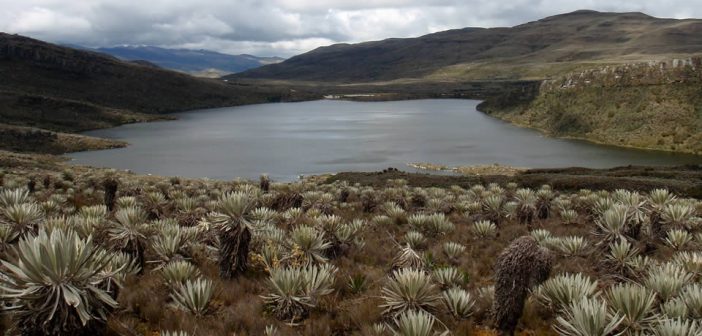 Para cuidar los páramos adelantan proyecto con 1.330 familias de campesinos