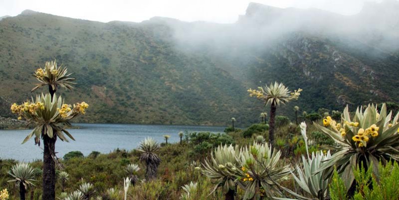 Ley de páramos fortalece la gestión de la región central para proteger los nacimientos de agua