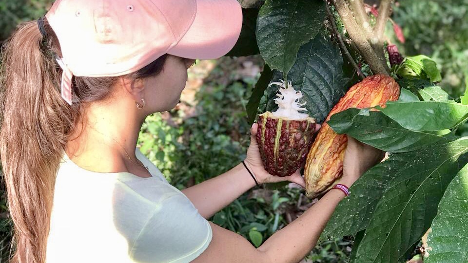 ChocoShow, la nueva plataforma de negocio para los productores de Cacao