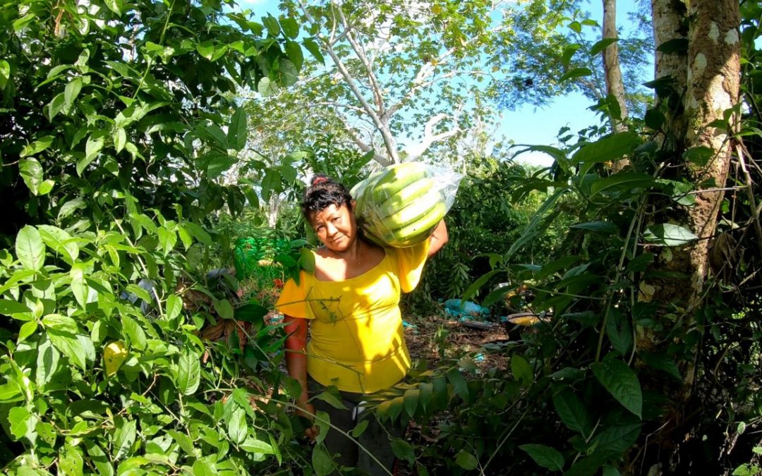 Campesinos del centro del país venderán sus alimentos directamente en la Plaza Distrital de Mercado Kennedy