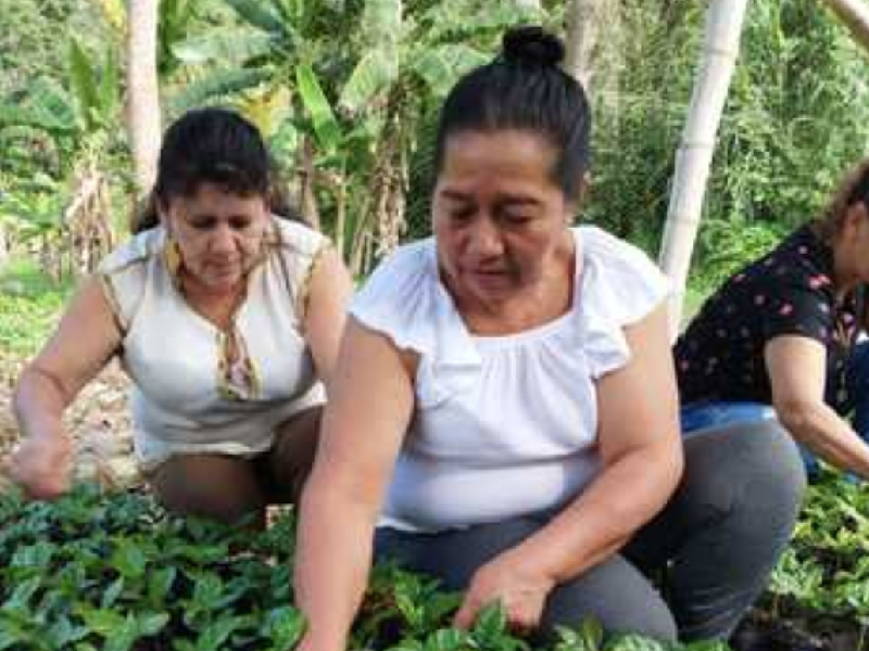 MUJERES CABEZA DE FAMILIA CONTRIBUYEN A LA RENOVACIÓN DE CAFETALES EN EL SUR DEL HUILA