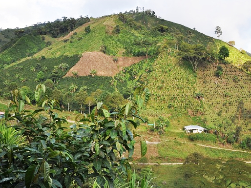 ORGANIZACIÓN DEL CAMPO HUILENSE BANDERA DEL GOBIERNO “HUILA CRECE”