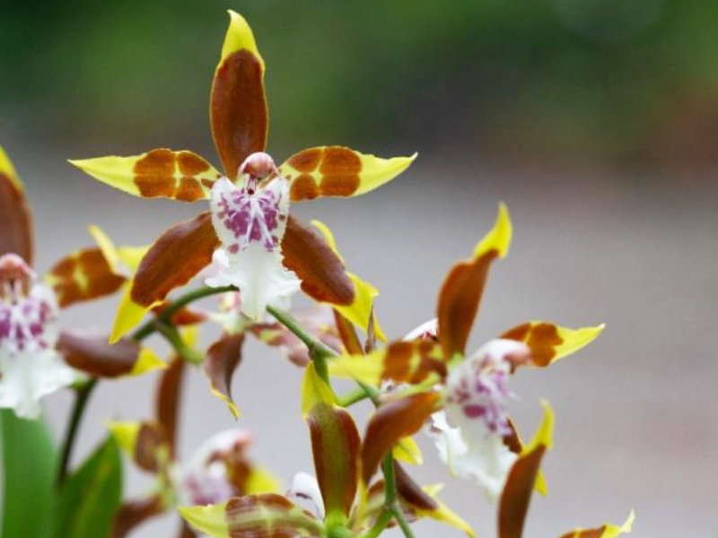 BOGOTÁ SE VUELVE A ADORNAR DE ORQUÍDEAS EN EL JARDÍN BOTÁNICO DE BOGOTÁ