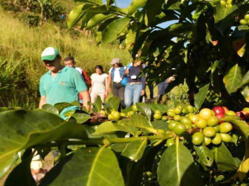 SENA fomenta el cultivo de cafés especiales en el norte del Tolima