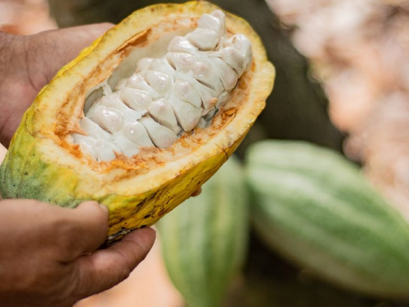 CACAO DEL HUILA ENTRE LOS MEJORES DE COLOMBIA