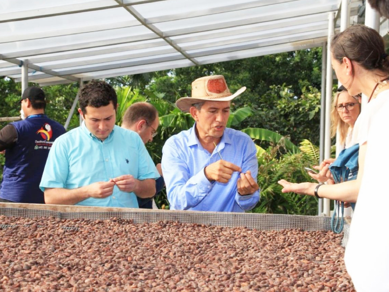 Alerta sanitaria en Huila por plagas en cultivos de cacao