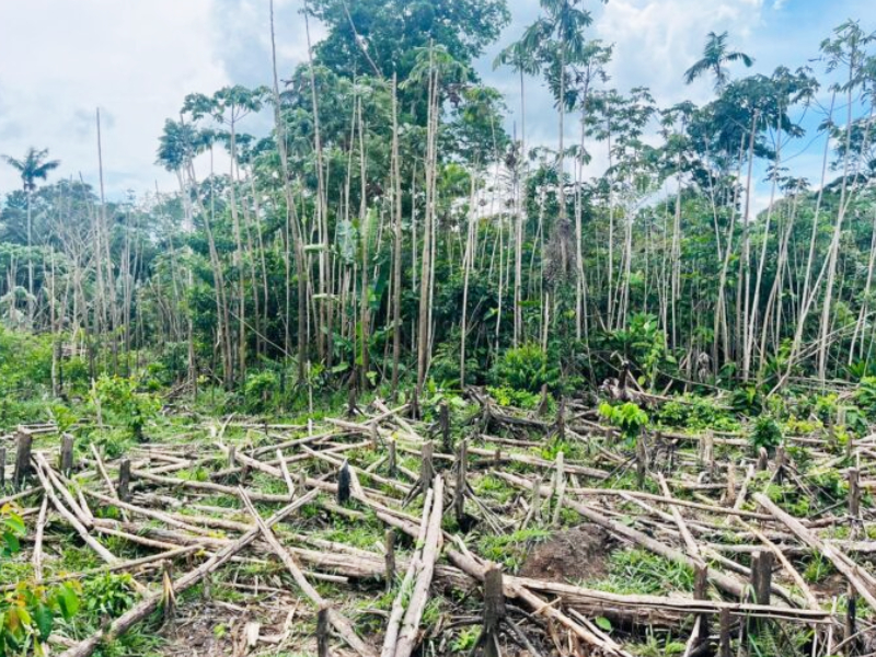 Autoridades realizaron operativos contra la deforestación en Mapiripán