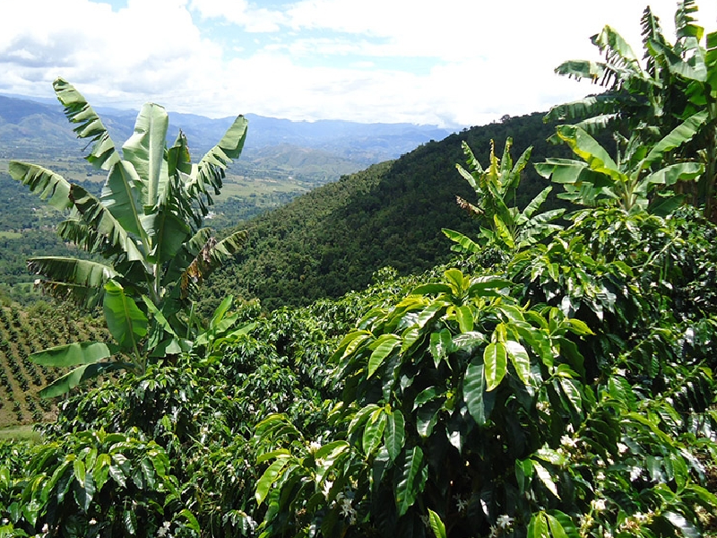 CON MILLONARIA INVERSIÓN, EL GOBIERNO “HUILA CRECE” CONTRIBUYE AL FORTALECIMIENTO DE LOS SUBSECTORES DE CAFÉ Y FRIJOL