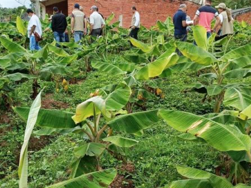 IMPORTANCIA DE APOSTARLE AL PLÁTANO DEL HUILA