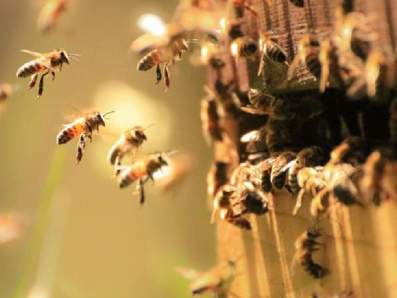 Las abejas, un buen negocio para el Meta