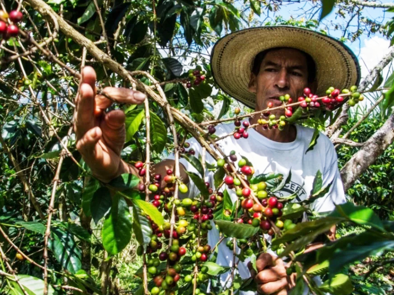 Campesinos del Cañón de las Hermosas producen café como apuesta de paz en el sur del Tolima