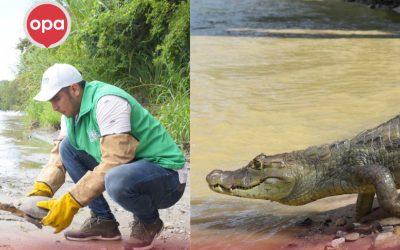 791 ANIMALES SILVESTRES VOLVIERON A SU HÁBITAT NATURAL EN EL HUILA DURANTE EL 2022