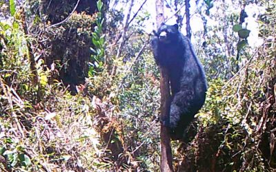 ASÍ SE PROTEGE Y CONSERVA EL OSO DE ANTEOJOS EN EL HUILA