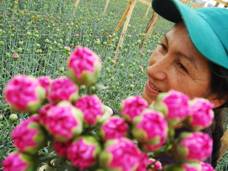 BOYACÁ EXPORTARÁ CINCO MILLONES DE FLORES PARA SAN VALENTÍN