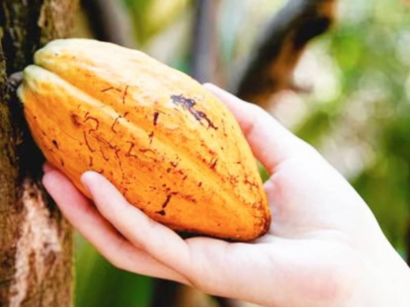 LA PRODUCCIÓN DE CACAO SE TOMA PUERTO BOYACÁ Y LOS MUNICIPIOS DEL MAGDALENA MEDIO