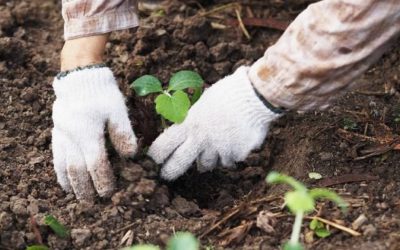 SIEMBRAN 5 MIL ÁRBOLES PARA RECUPERAR HUMEDAL EN ZONA INDUSTRIAL