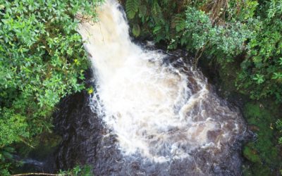 37 MUNICIPIOS DEL HUILA TRABAJAN PARA CUIDAR SUS “FÁBRICAS DE AGUA”