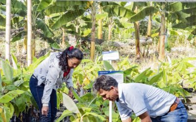 EL HUILA LE APUESTA AL PLÁTANO Y EL BANANO