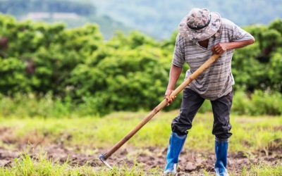 CAMPESINOS HUILENSES PODRÁN CERTIFICARSE CON EL SENA SOBRE TEMAS DEL CAMPO