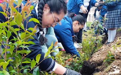 CERCA DE 930.000 ÁRBOLES SEMBRADOS EN CUNDINAMARCA