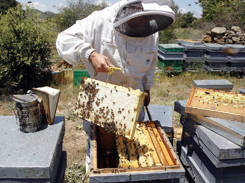 CORPOBOYACÁ HARÁ EL FORO ‘APICULTURA: CONSERVACIÓN Y APROVECHAMIENTO SOSTENIBLE DE LA BIODIVERSIDAD’