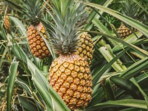 Crearán vitrinas tecnológicas para mitigar pérdidas en el sector agrícola de la Región Central