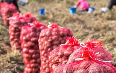 CUNDINAMARCA, BOYACÁ, NARIÑO Y ANTIOQUIA MAYORES PRODUCTORES DE PAPA EN COLOMBIA