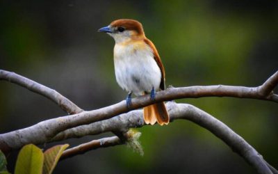 HUILA EN EL RANKING NACIONAL CON MAYOR REGISTRO DE AVES