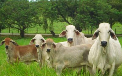 TRAZADA LA RUTA DE LA GANADERÍA EN EL HUILA PARA LOS PRÓXIMOS 20 AÑOS