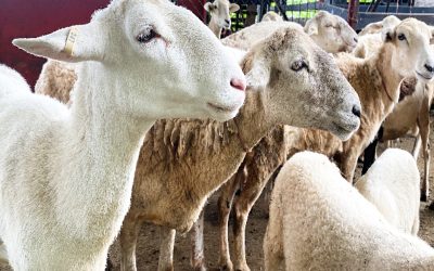 EL ICA INICIÓ LA VALIDACIÓN DE LA METODOLOGÍA DE EVALUACIÓN EN BIENESTAR ANIMAL, APLICADA EN OVINOS Y CAPRINOS