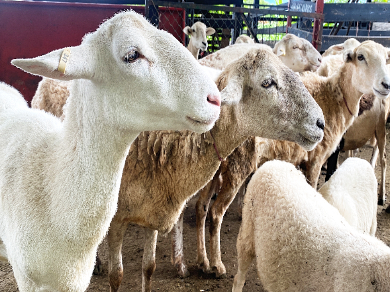 El ICA inició la validación de la Metodología de Evaluación en Bienestar Animal, aplicada en ovinos y caprinos