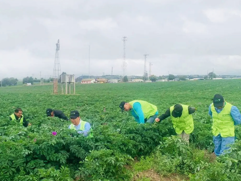 BOYACÁ CONTINÚA SIENDO LIBRE DE LA ENFERMEDAD PUNTA MORADA DE LA PAPA