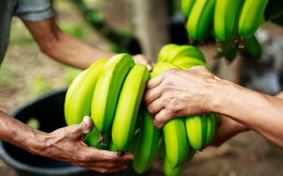Campesinos en el Meta buscarán salvar la cosecha de plátano hartón