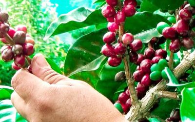 Con productos insignias, el Huila hará presencia en Agroexpo 2023