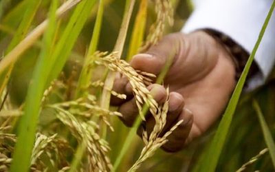 Gobierno firmó resolución en la que otorga $25 mil millones como incentivo a excedentes de arroz tras protestas en el Meta