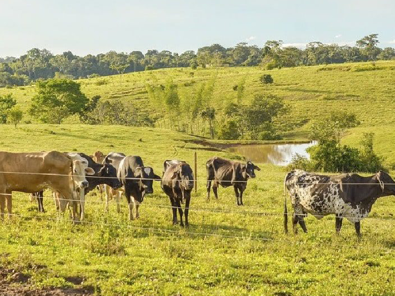 El Meta es pionero en la reconversión hacia una ganadería sostenible con enfoque de paisaje