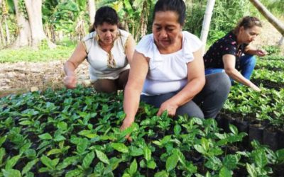 Renovación cafetera en el Huila beneficiara a 3.500 caficultores de la región