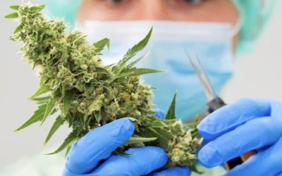 Tolima avanza en investigación de cannabis medicinal y cosmético