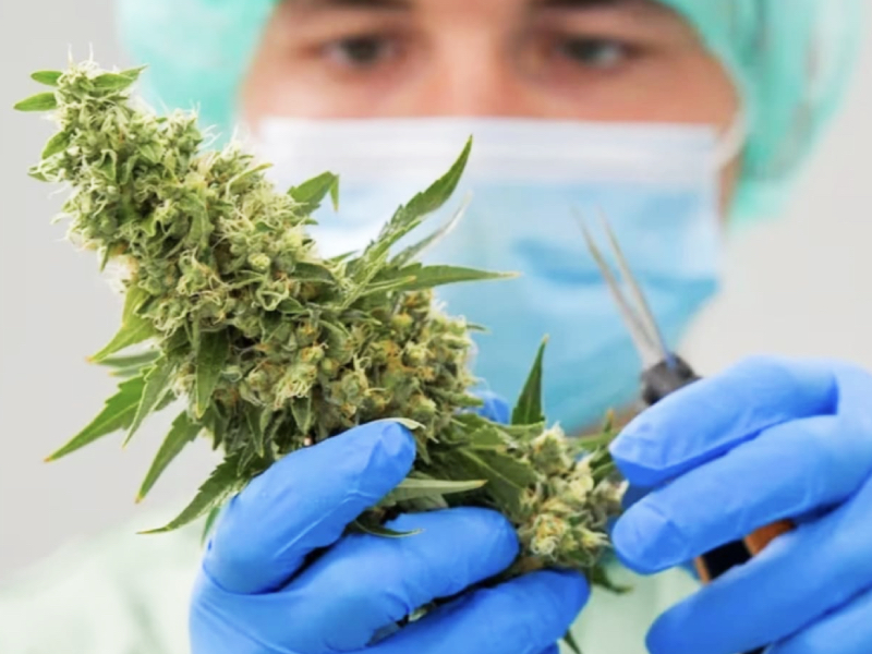 Tolima avanza en investigación de cannabis medicinal y cosmético