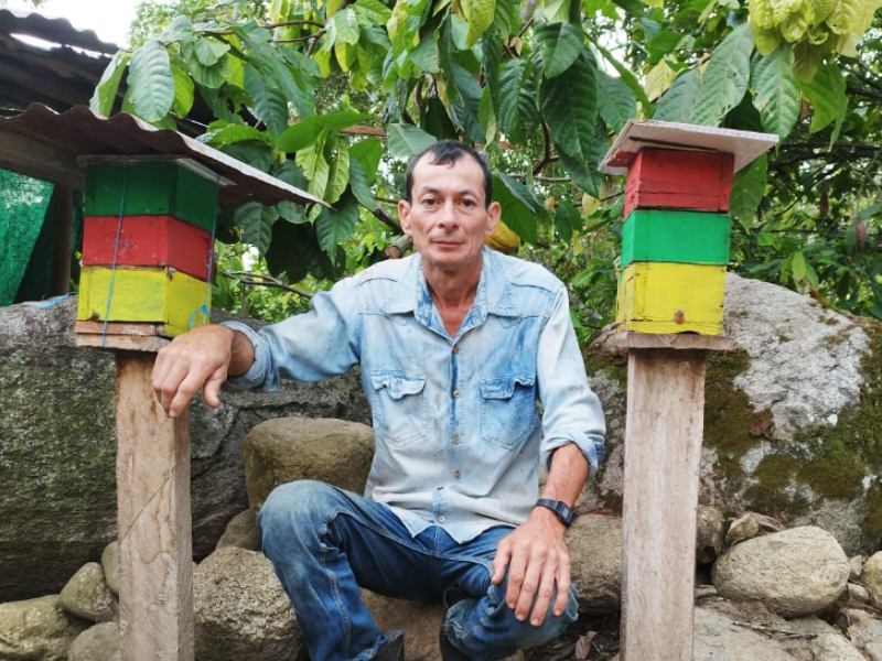 Cultivadores de cacao se la juegan por las abejas sin aguijón