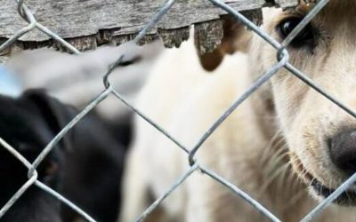 Cundinamarca impone la sanción económica por maltrato animal más alta en la historia de Colombia