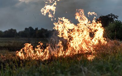 Más de 29 mil hectáreas de suelo se han visto afectadas por incendios en la Región Central