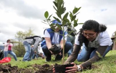 Soacha impulsa siembra de árboles con el programa ‘Soacha siembra vida’