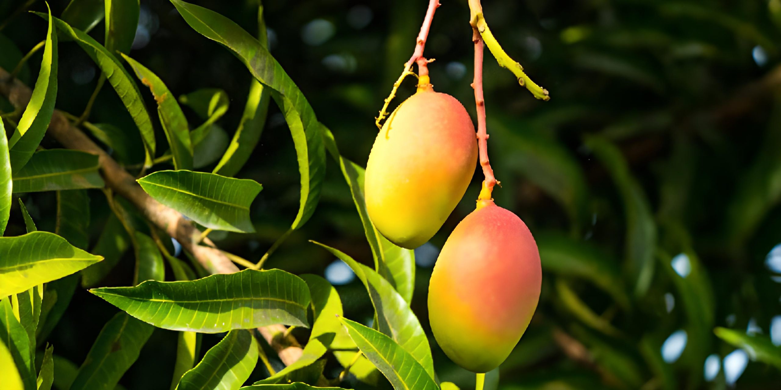 https://regioncentralrape.gov.co/wp-content/uploads/2023/11/Con-un-deshidratador-solar-se-busca-reducir-las-pe%CC%81rdidas-para-el-cultivo-de-mango-en-el-Tolima-_2-1-scaled.jpg