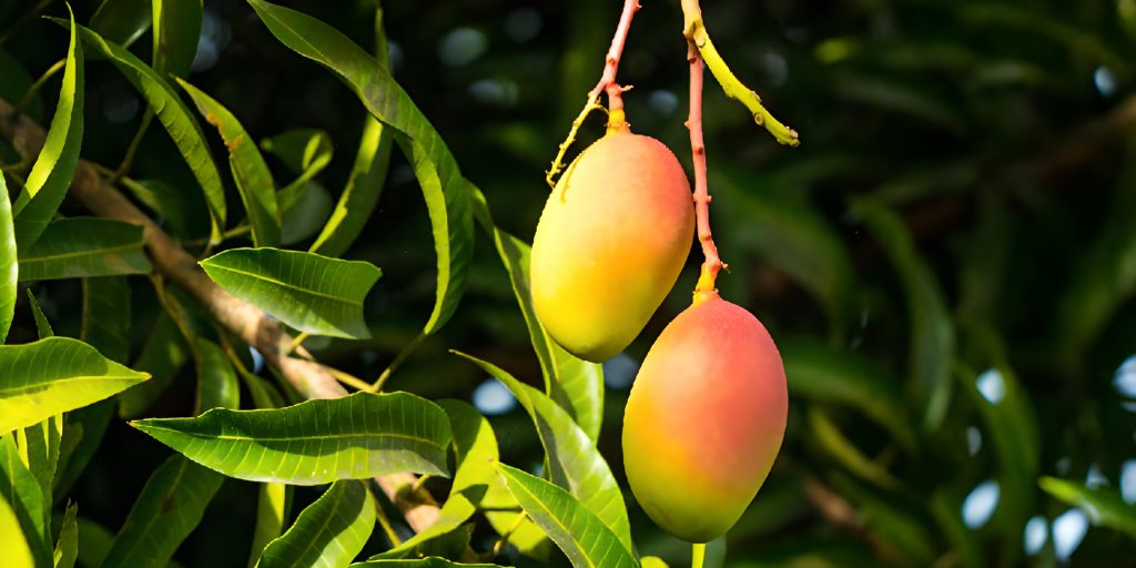 _Con un deshidratador solar se busca reducir las pérdidas para el cultivo de mango en el Tolima _2