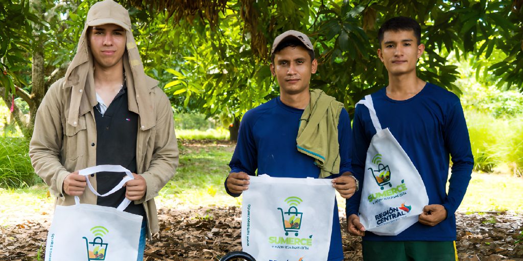 Con un deshidratador solar se busca reducir las pérdidas para el cultivo de mango en el Tolima _3