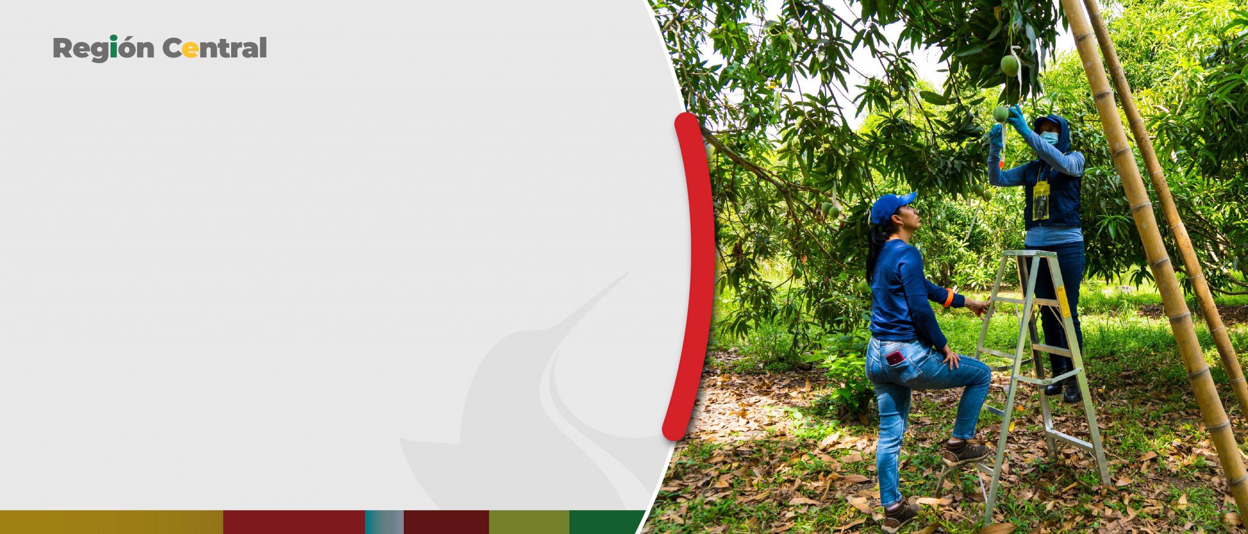 Con un deshidratador solar se busca reducir las pérdidas para el cultivo de mango en el Tolima