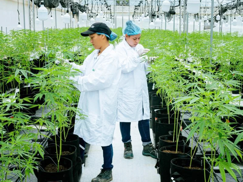 Departamento del Tolima lidera la producción e investigación de la planta de cannabis
