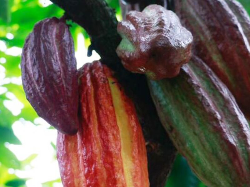 El departamento del Meta, entre los 50 mejores cacaos del mundo