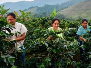 “En el Tolima hemos dado un paso gigante en la producción de cafés de alta especialidad”: Gobernador Orozco